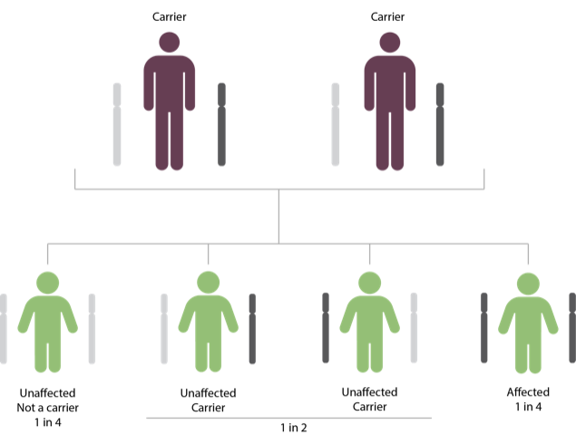 When both biological parents are carriers for the same recessive condition, each pregnancy has these risks